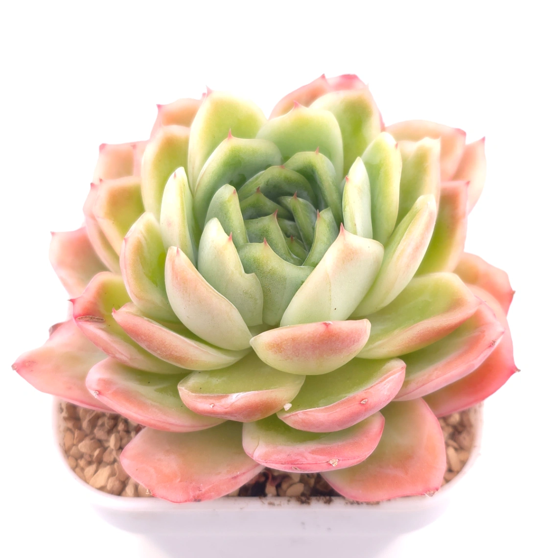 Echeveria ‘Sakula’ | 落櫻 - View 1