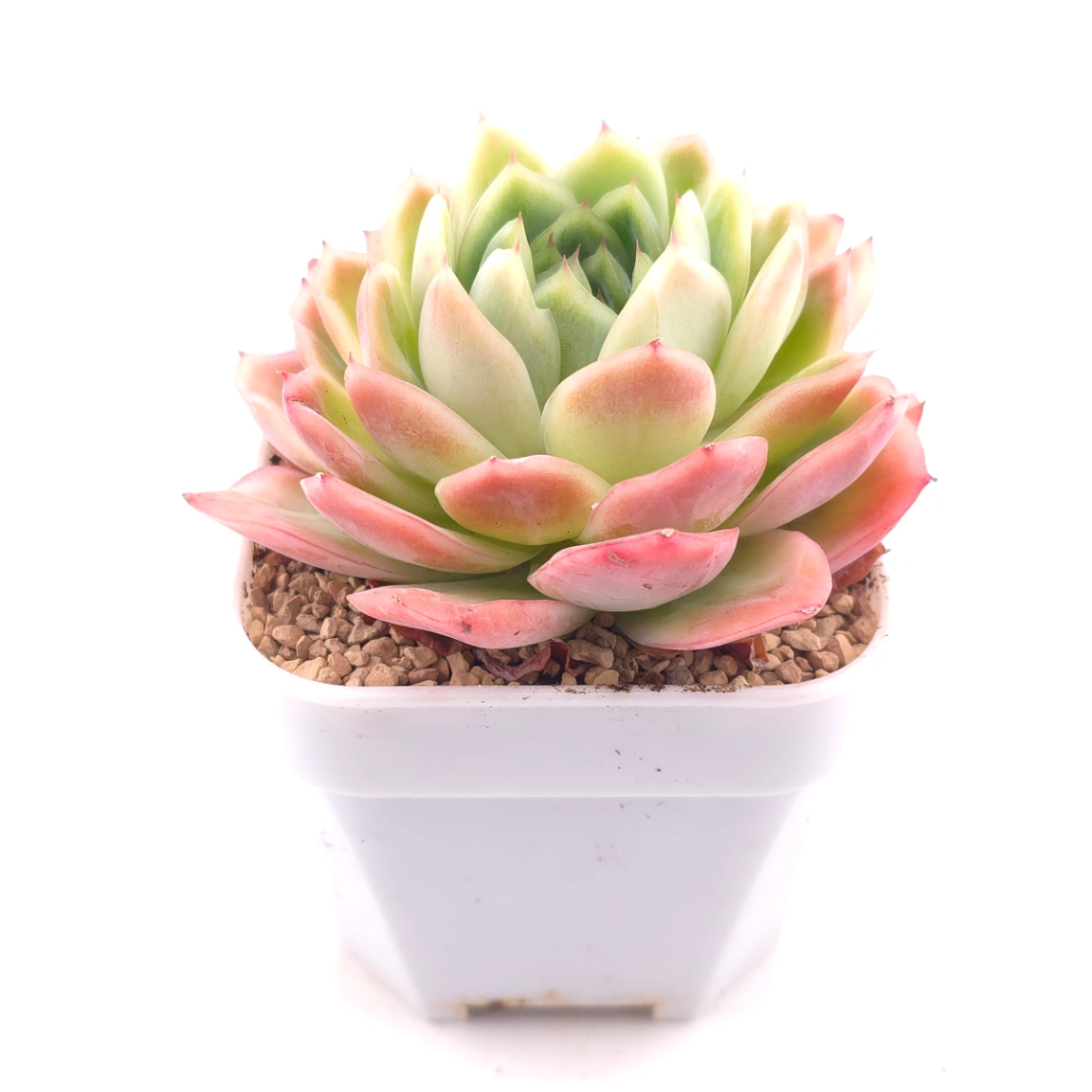 Echeveria ‘Sakula’ | 落櫻 thumbnail 2