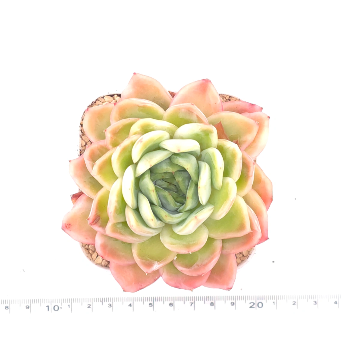 Echeveria ‘Sakula’ | 落櫻 thumbnail 4