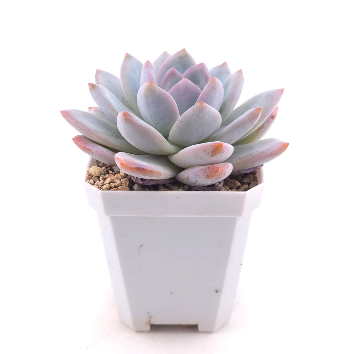 Echeveria ‘Sang-A’ | 嫦娥 thumbnail 3