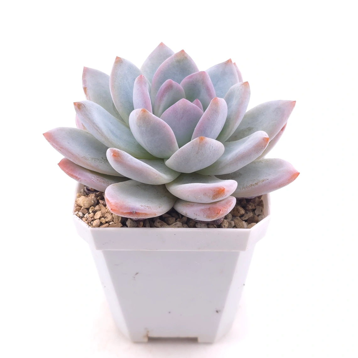 Echeveria ‘Sang-A’ | 嫦娥 thumbnail 2