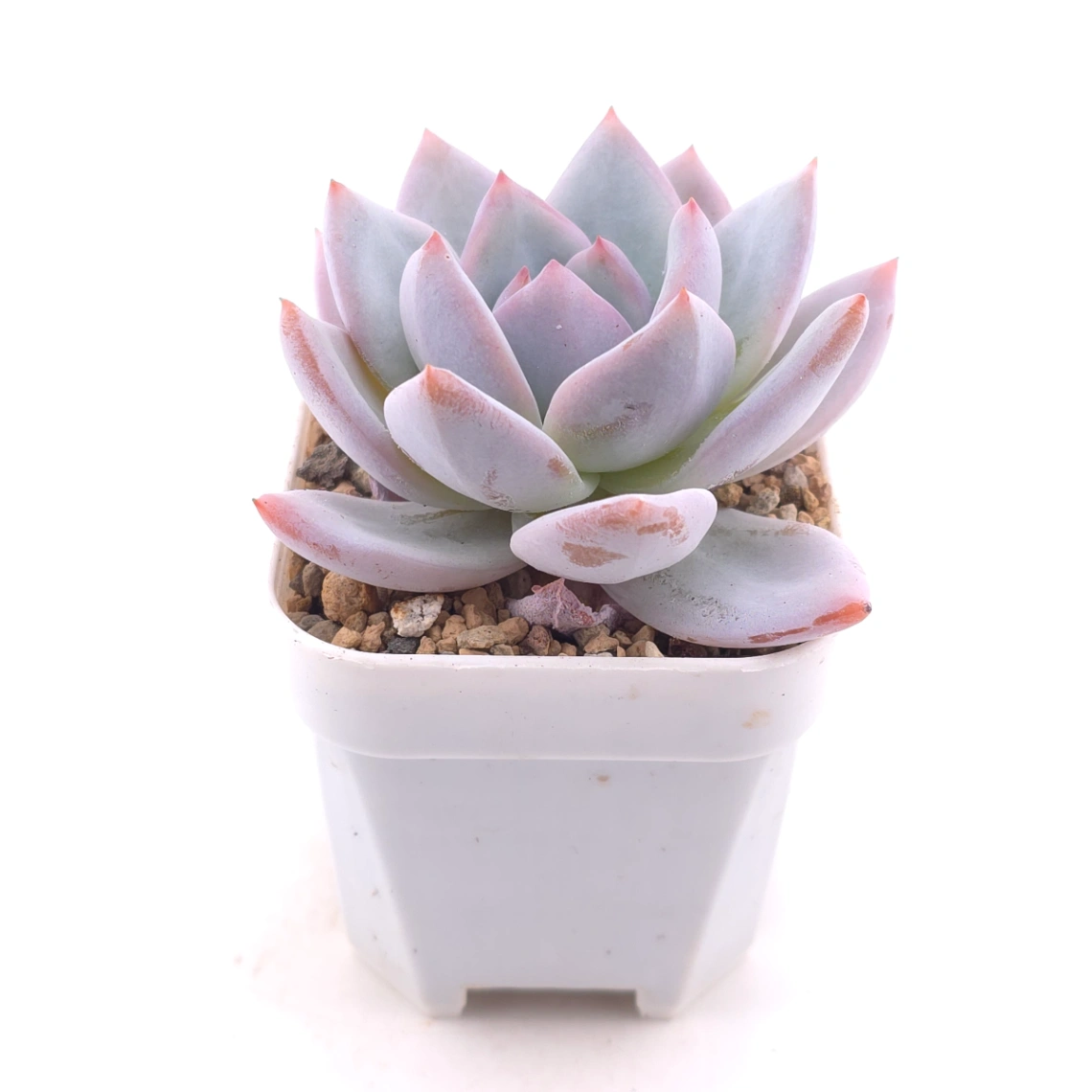 Echeveria ‘Sang-A’ | 嫦娥 thumbnail 3