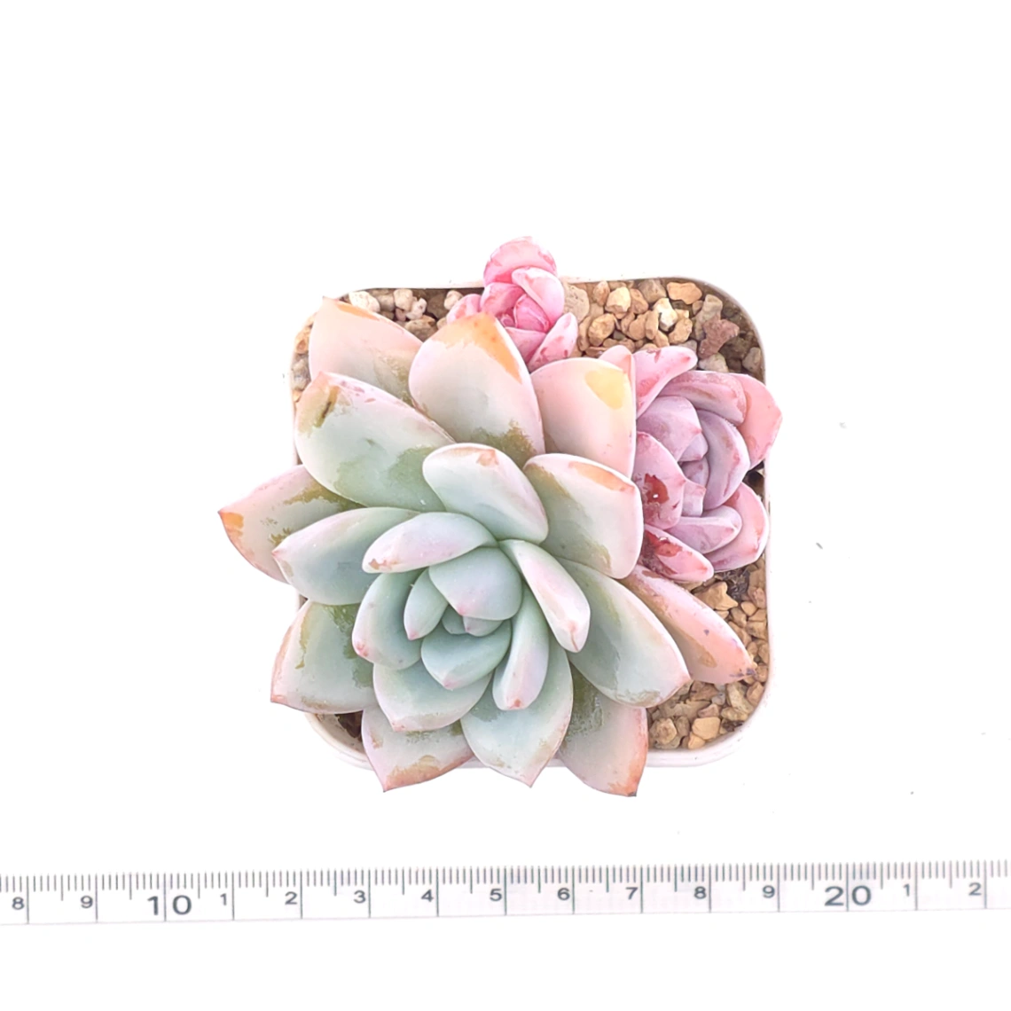 Echeveria ‘Sang-A’ | 嫦娥 thumbnail 4