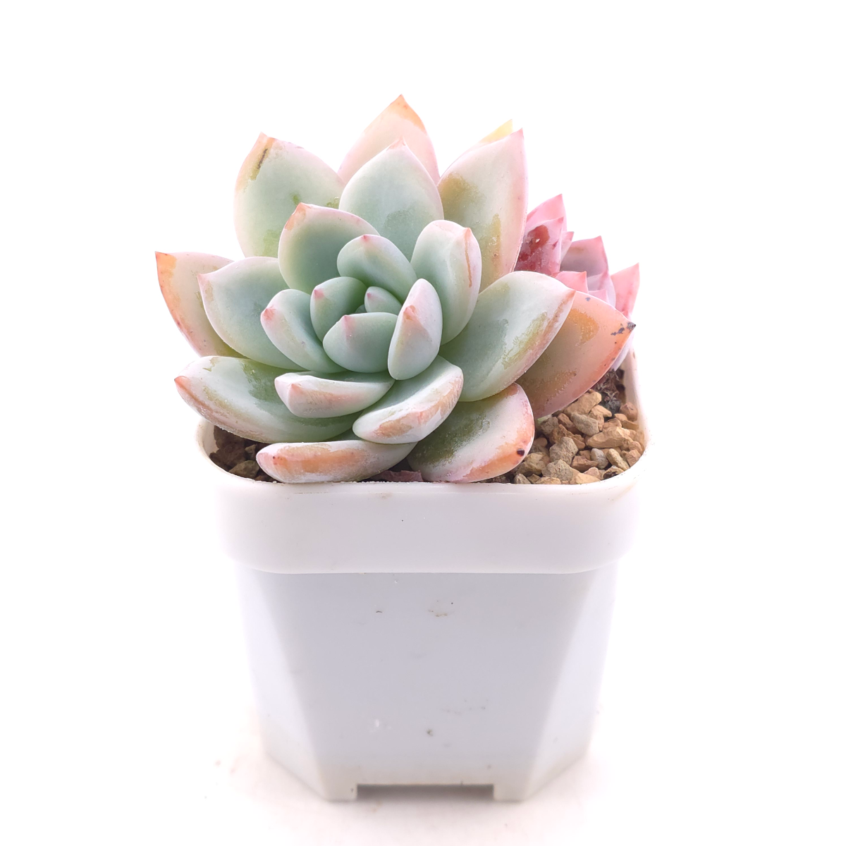 Echeveria ‘Sang-A’ | 嫦娥 thumbnail 3