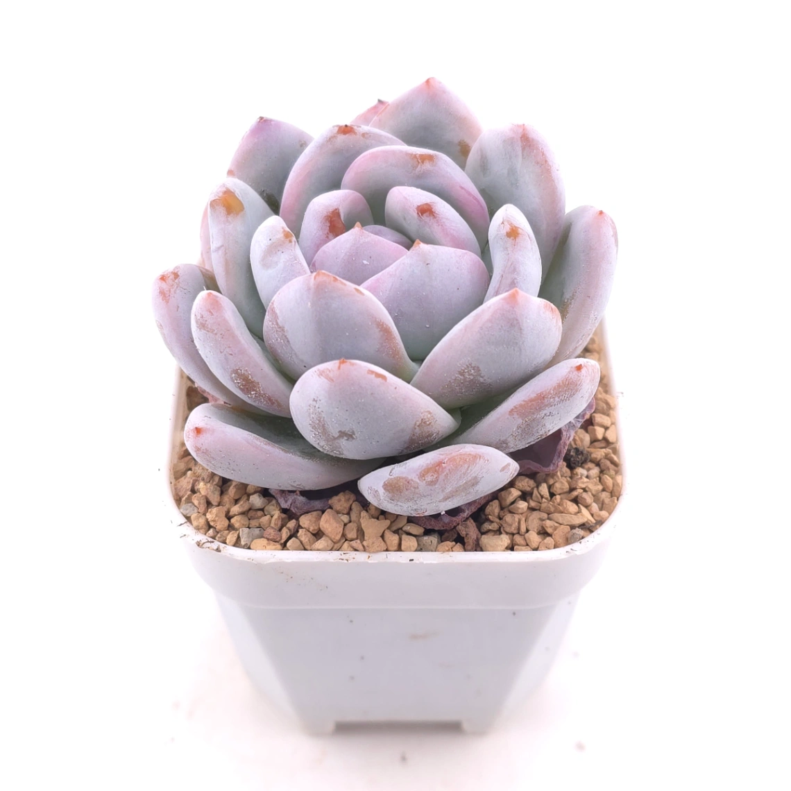 Echeveria ‘Sang-A’ | 嫦娥 thumbnail 2