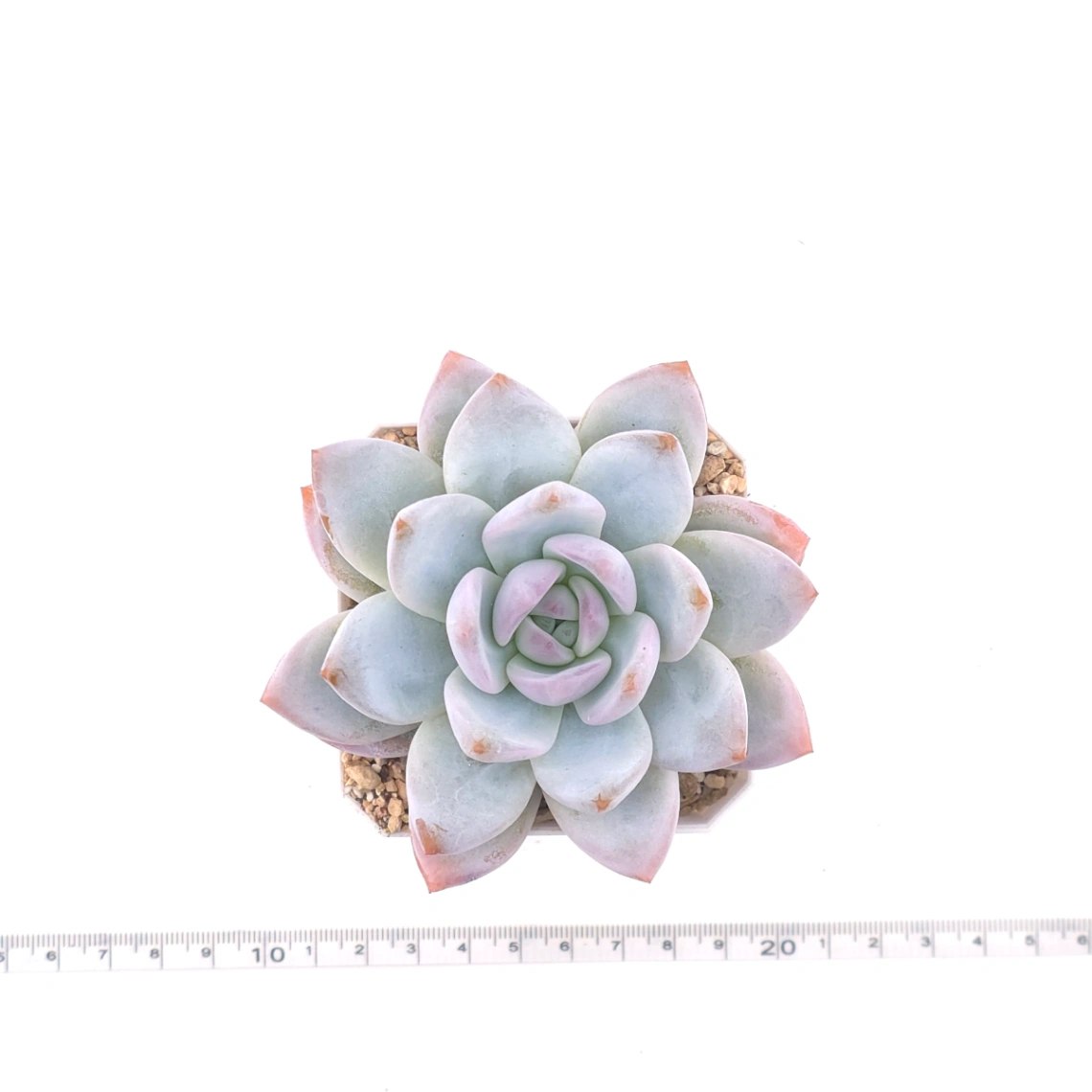 Echeveria ‘Sang-A’ | 嫦娥 thumbnail 4