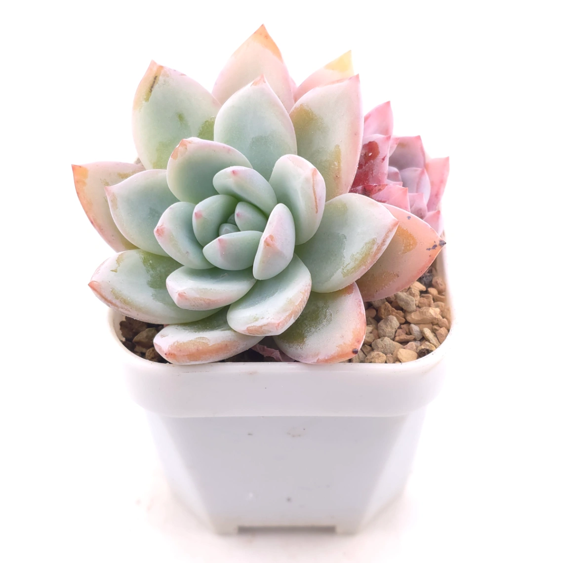 Echeveria ‘Sang-A’ | 嫦娥 thumbnail 2