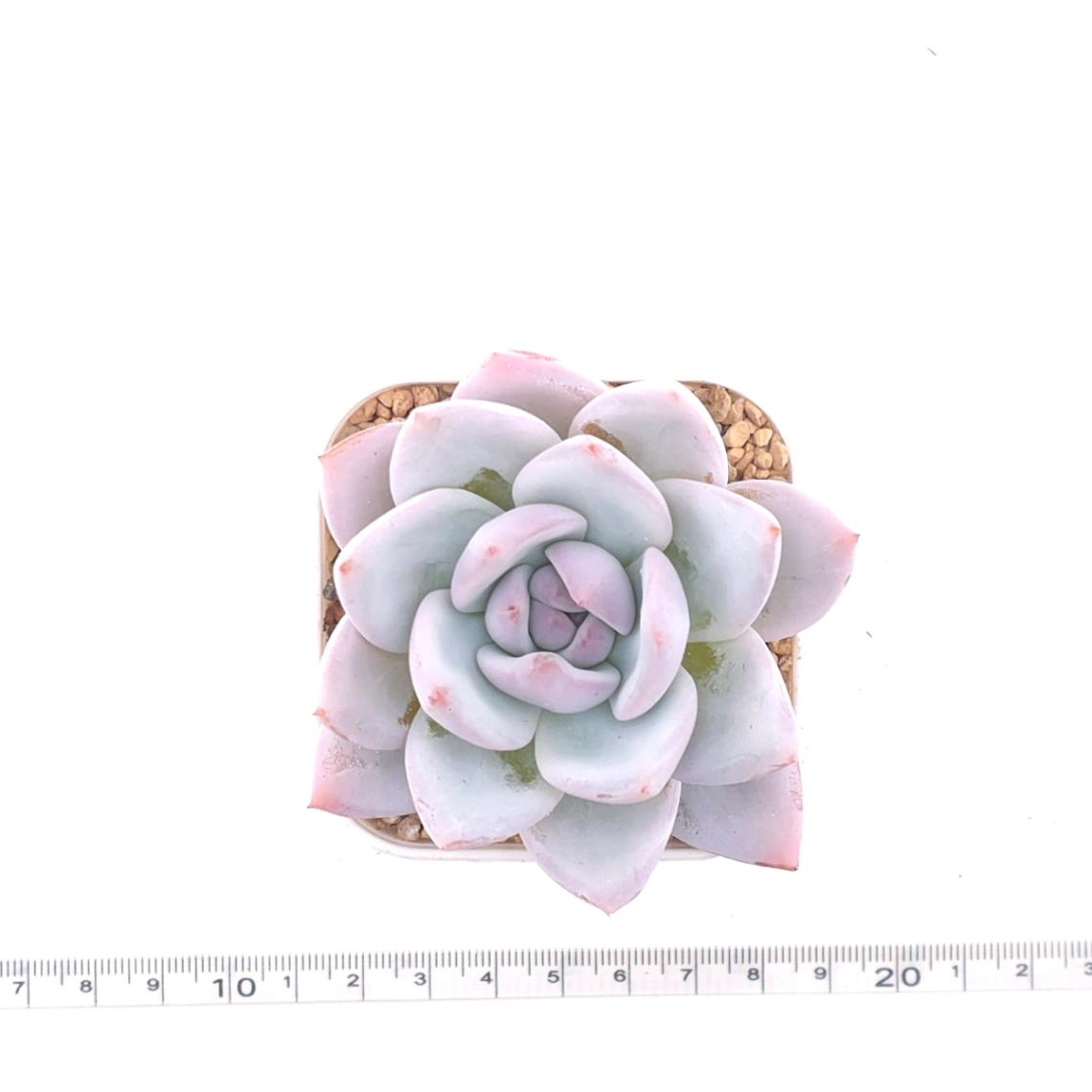 Echeveria ‘Sang-A’ | 嫦娥 thumbnail 4