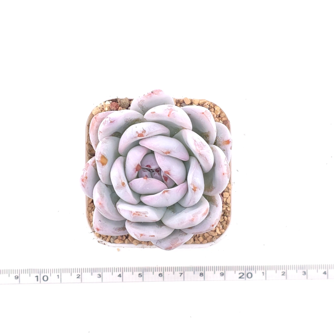 Echeveria ‘Sang-A’ | 嫦娥 thumbnail 4