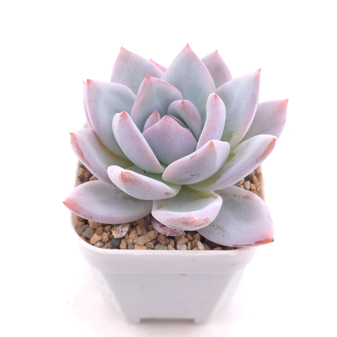 Echeveria ‘Sang-A’ | 嫦娥 thumbnail 2