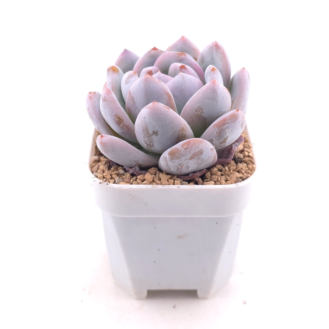Echeveria ‘Sang-A’ | 嫦娥 thumbnail 3