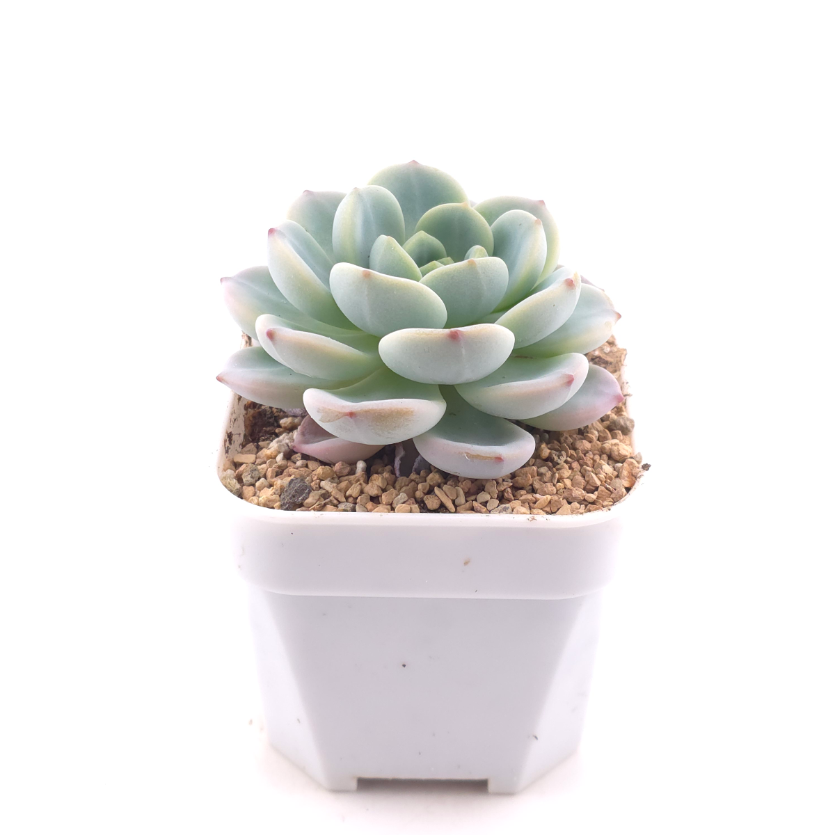 Echeveria ‘Snow Angel' | 雪天使 thumbnail 3