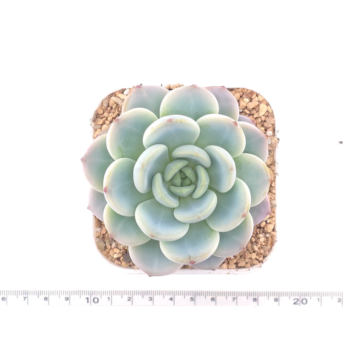 Echeveria ‘Snow Angel' | 雪天使 thumbnail 4