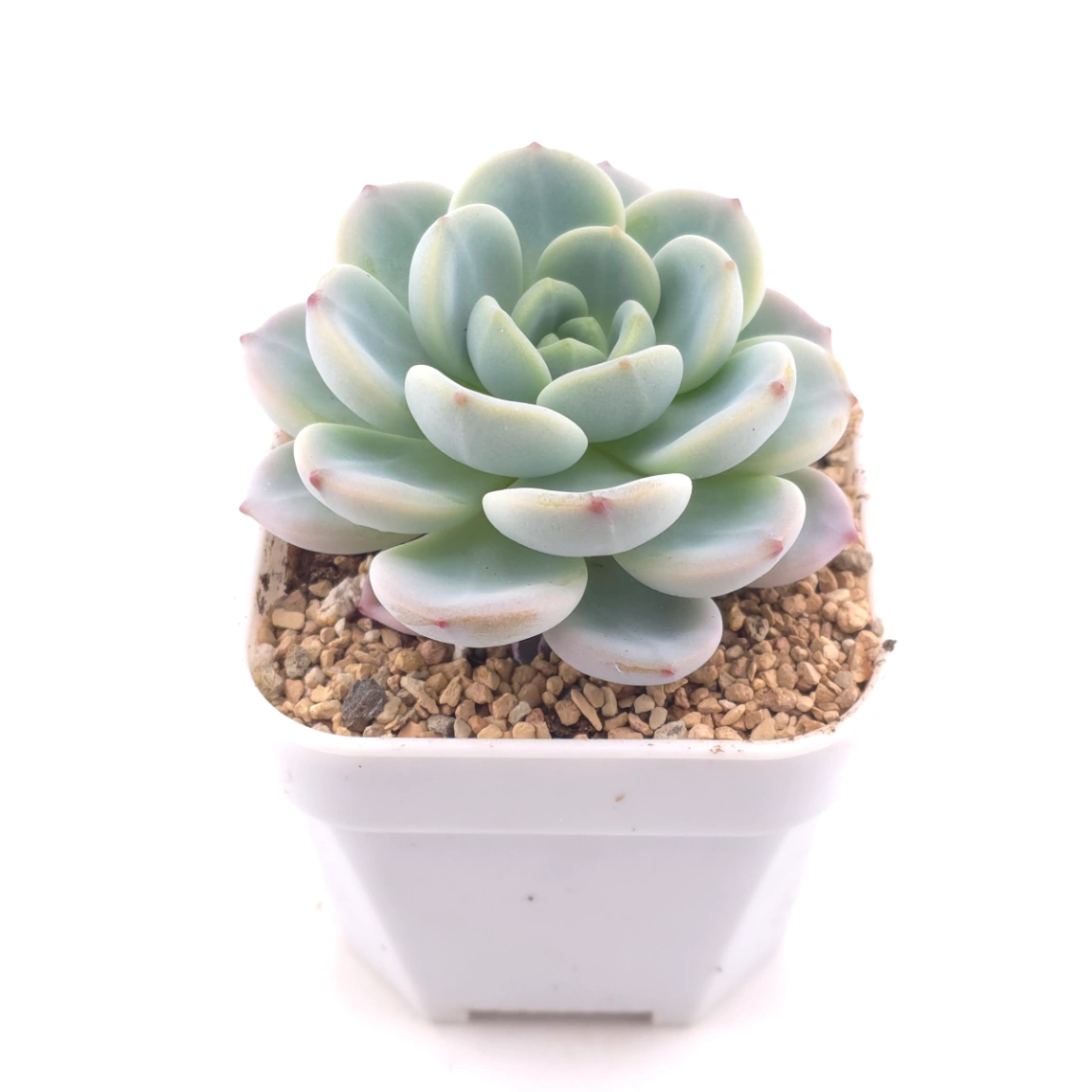 Echeveria ‘Snow Angel' | 雪天使 thumbnail 2