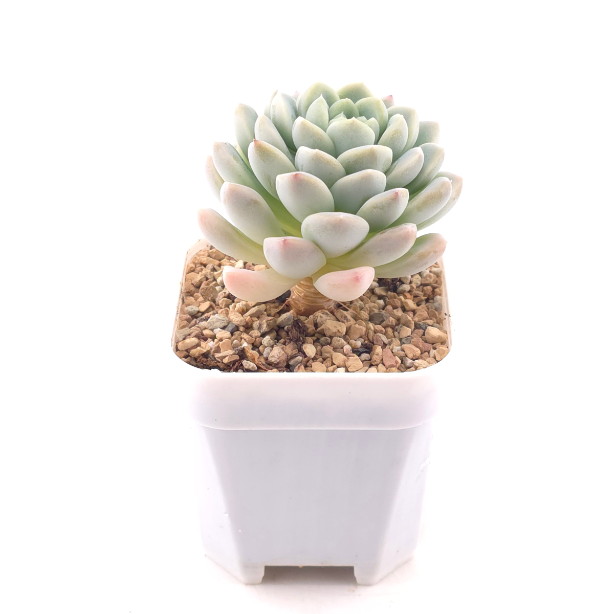 Echeveria spp. | 石蓮雜 thumbnail 3