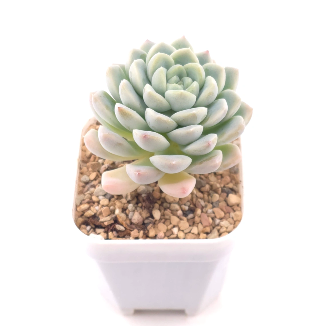 Echeveria spp. | 石蓮雜 thumbnail 2