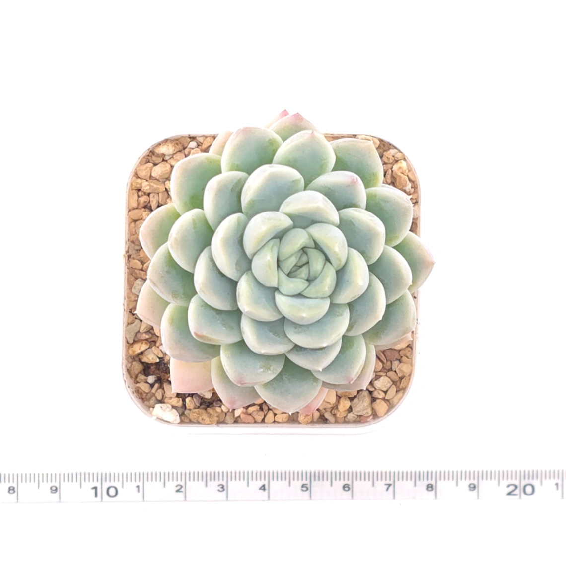Echeveria spp. | 石蓮雜 thumbnail 4