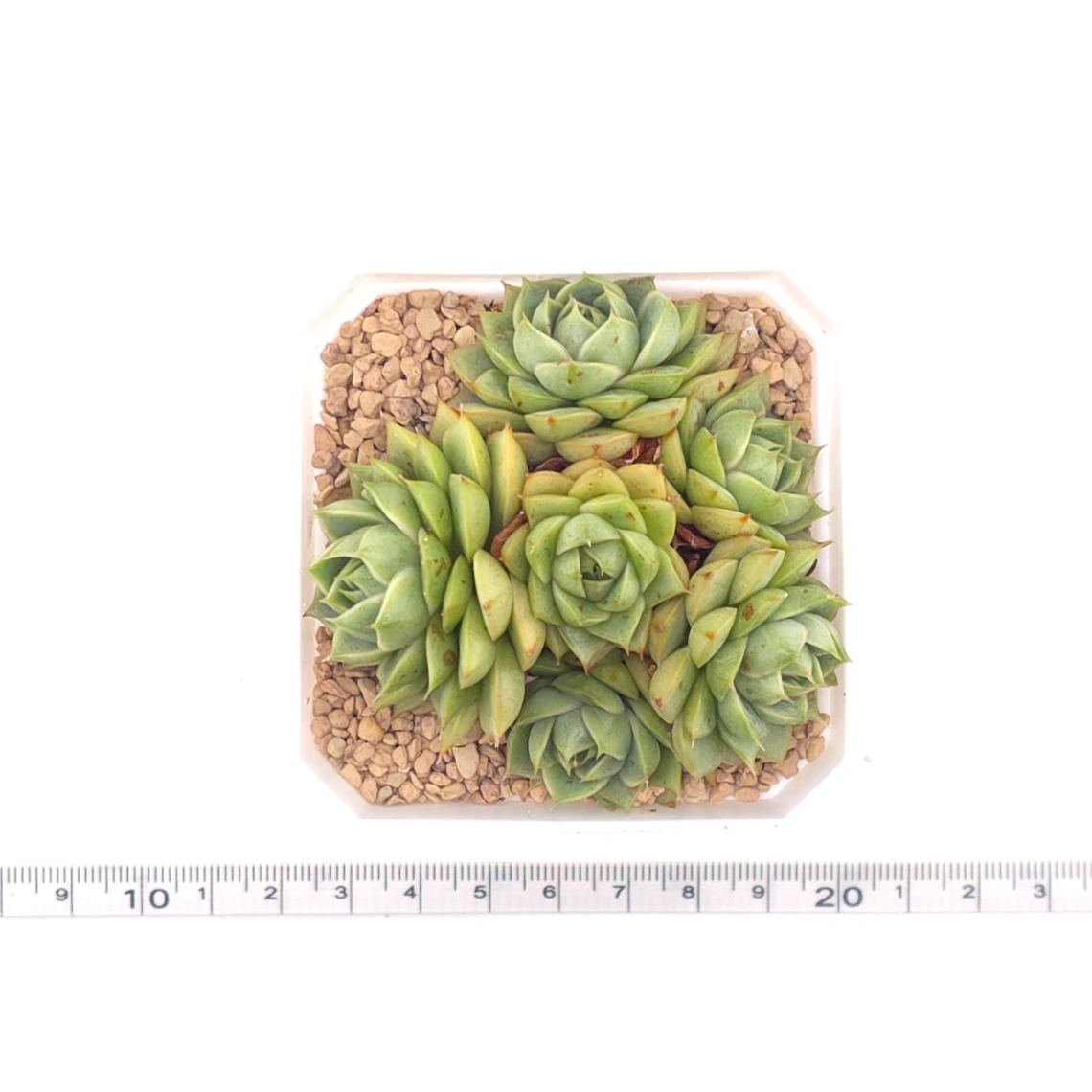 Echeveria ‘Spring Rain’ | 春雨 thumbnail 4