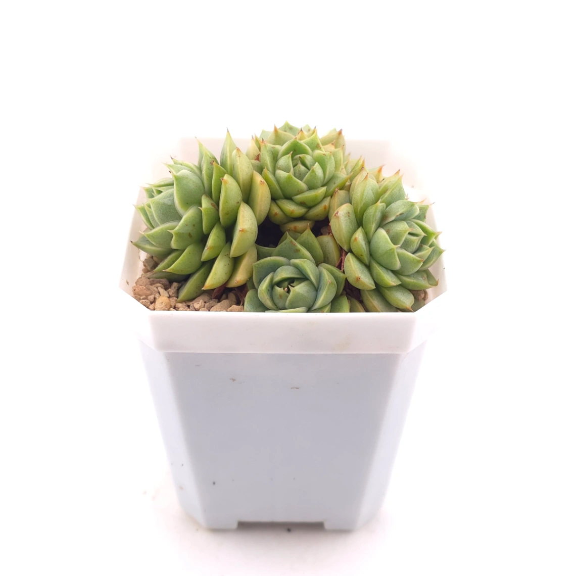 Echeveria ‘Spring Rain’ | 春雨 thumbnail 3