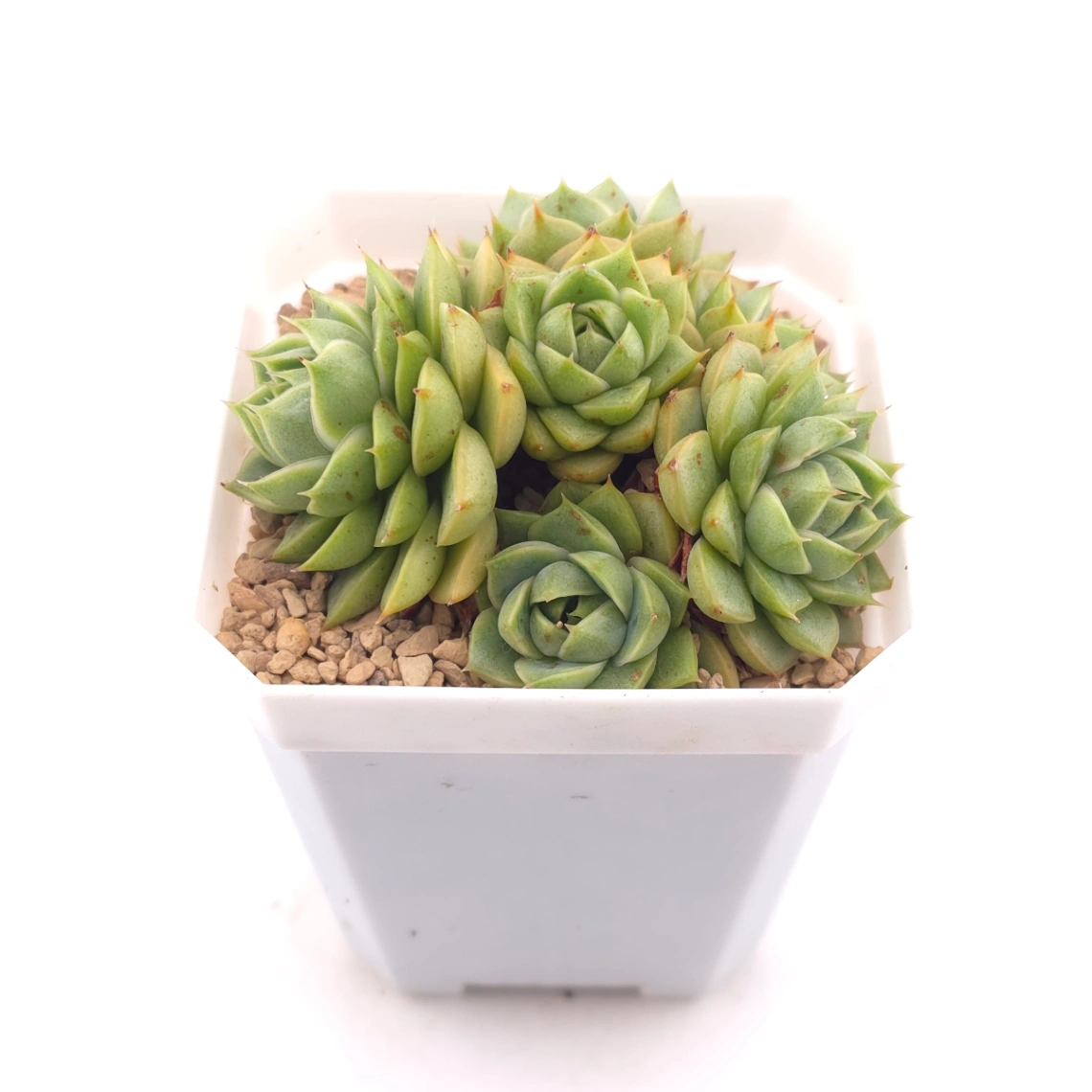 Echeveria ‘Spring Rain’ | 春雨 thumbnail 2