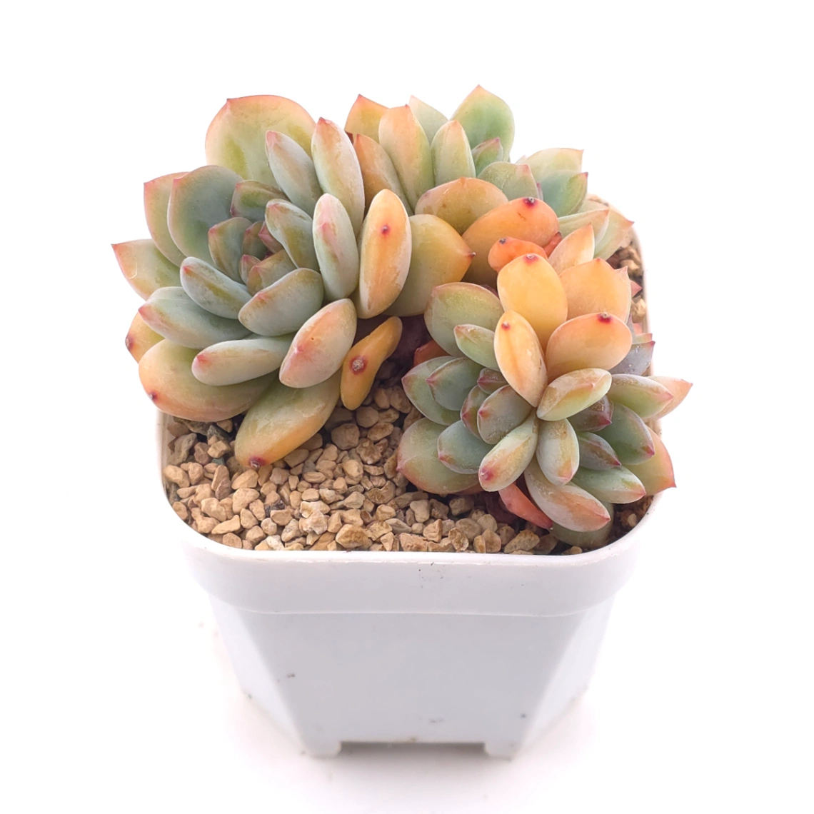 Echeveria ‘Star Snow’ | 星雪 thumbnail 2