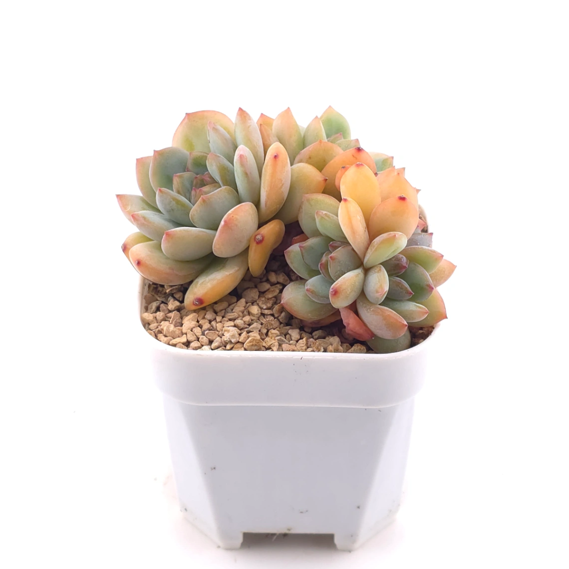 Echeveria ‘Star Snow’ | 星雪 thumbnail 3