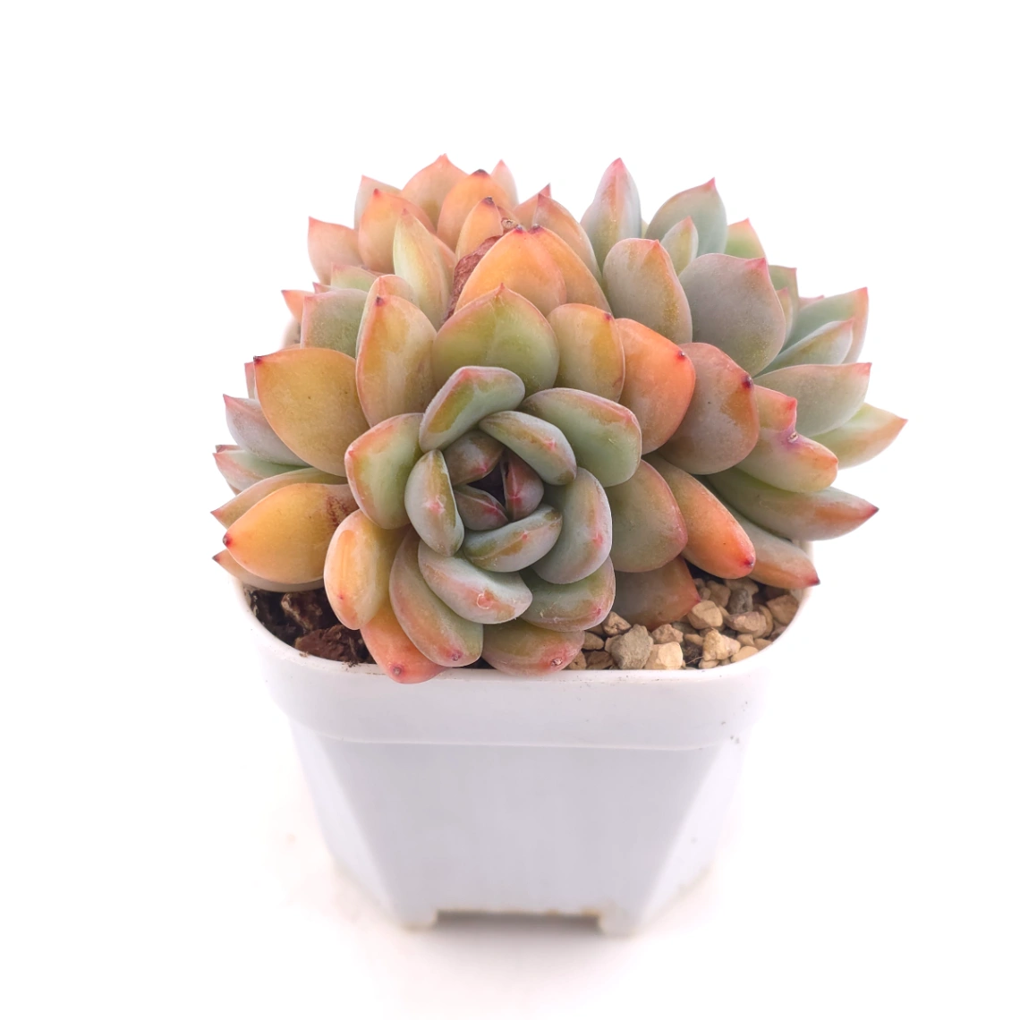 Echeveria ‘Star Snow’ | 星雪 thumbnail 2