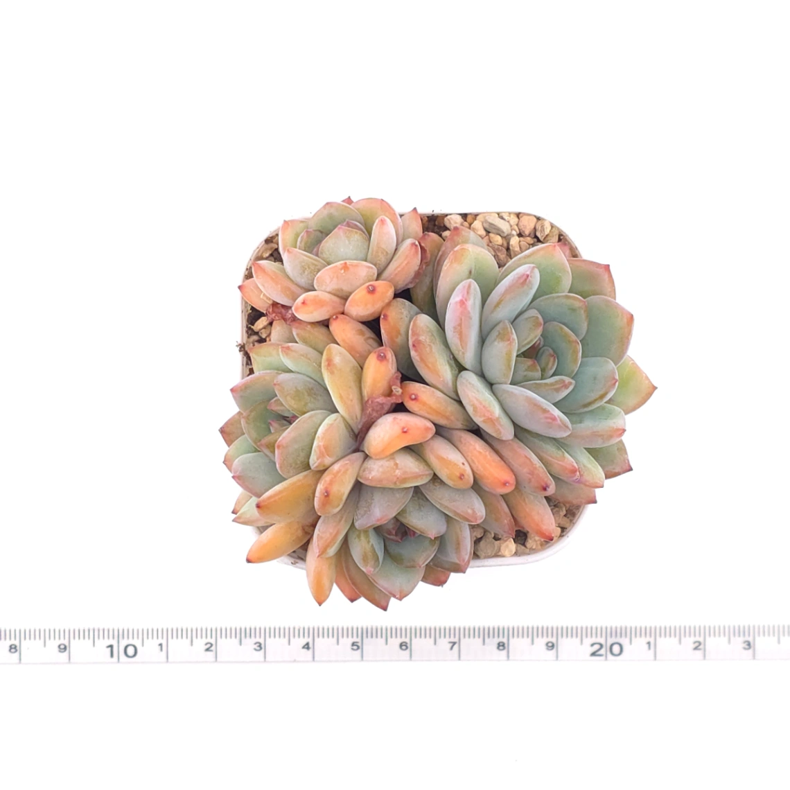 Echeveria ‘Star Snow’ | 星雪 thumbnail 4