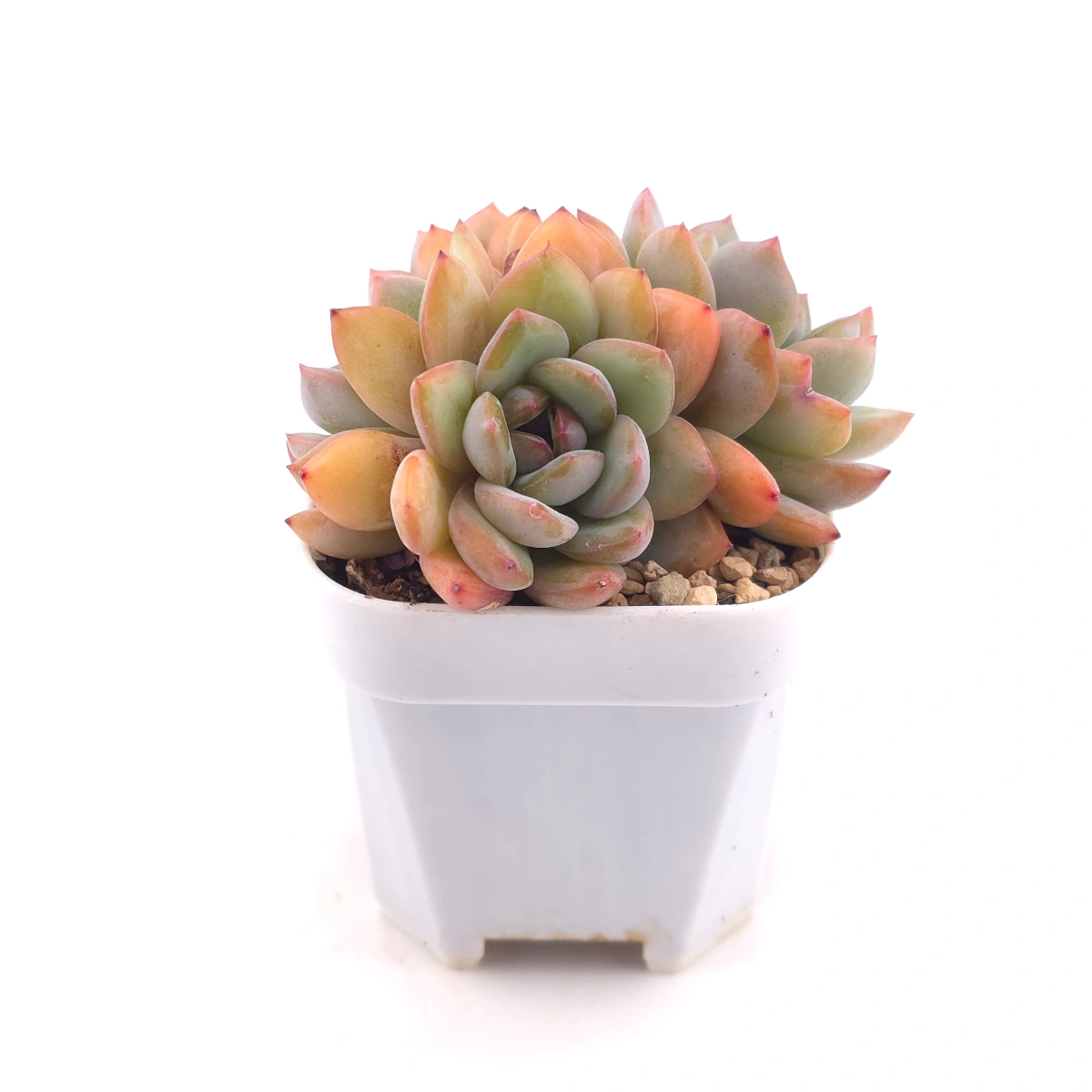 Echeveria ‘Star Snow’ | 星雪 thumbnail 3