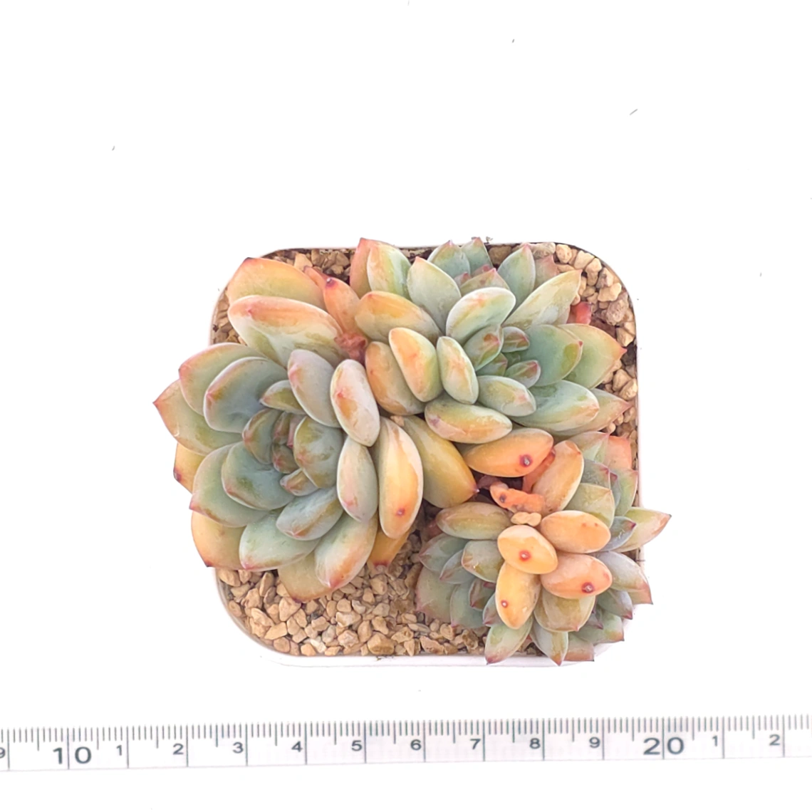Echeveria ‘Star Snow’ | 星雪 thumbnail 4