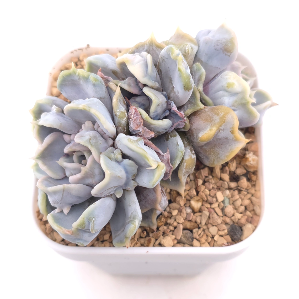 Echeveria ‘Thriller Pearl’ | 戰慄珍珠 - View 1
