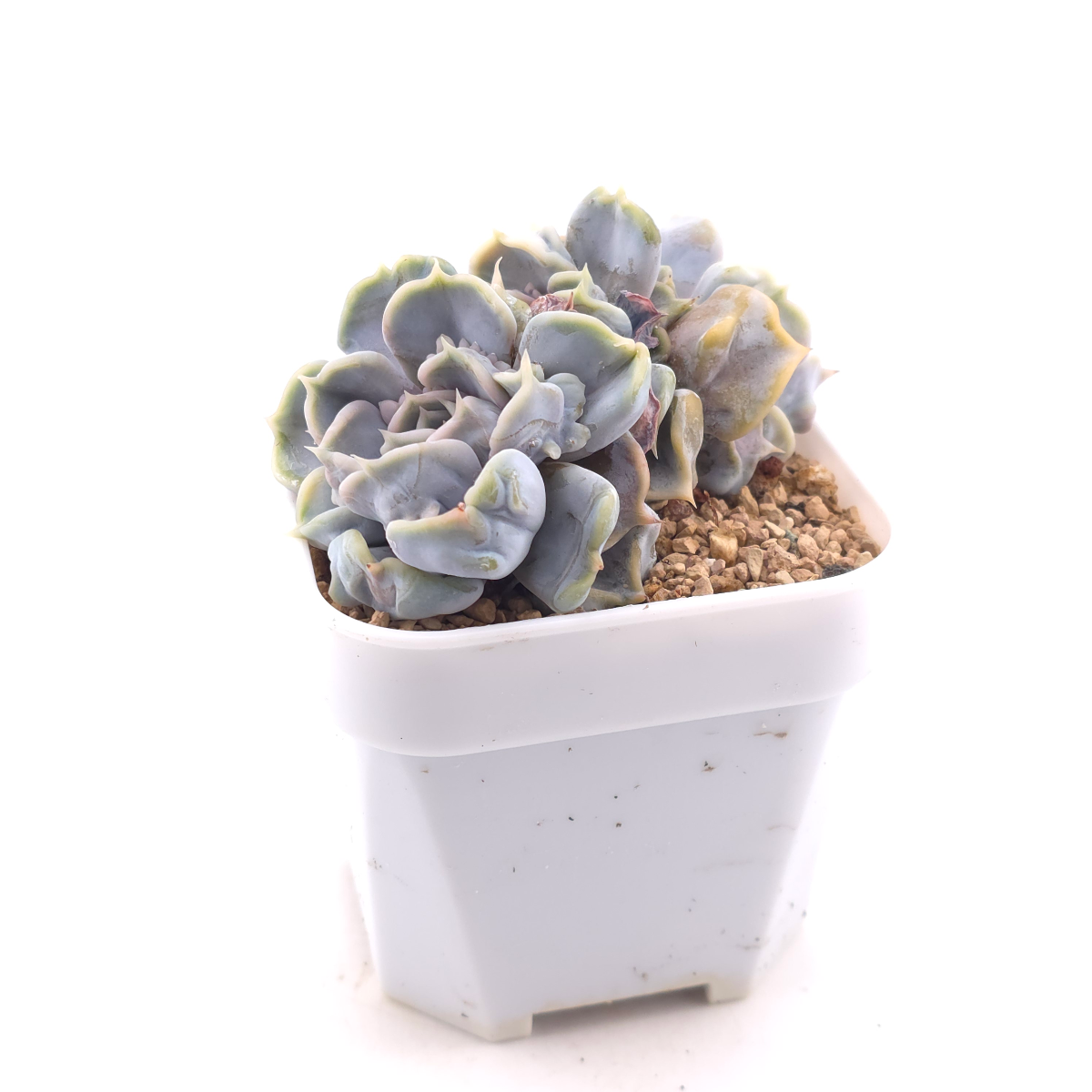 Echeveria ‘Thriller Pearl’ | 戰慄珍珠 thumbnail 3
