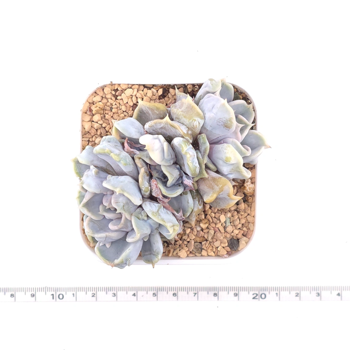 Echeveria ‘Thriller Pearl’ | 戰慄珍珠 thumbnail 4