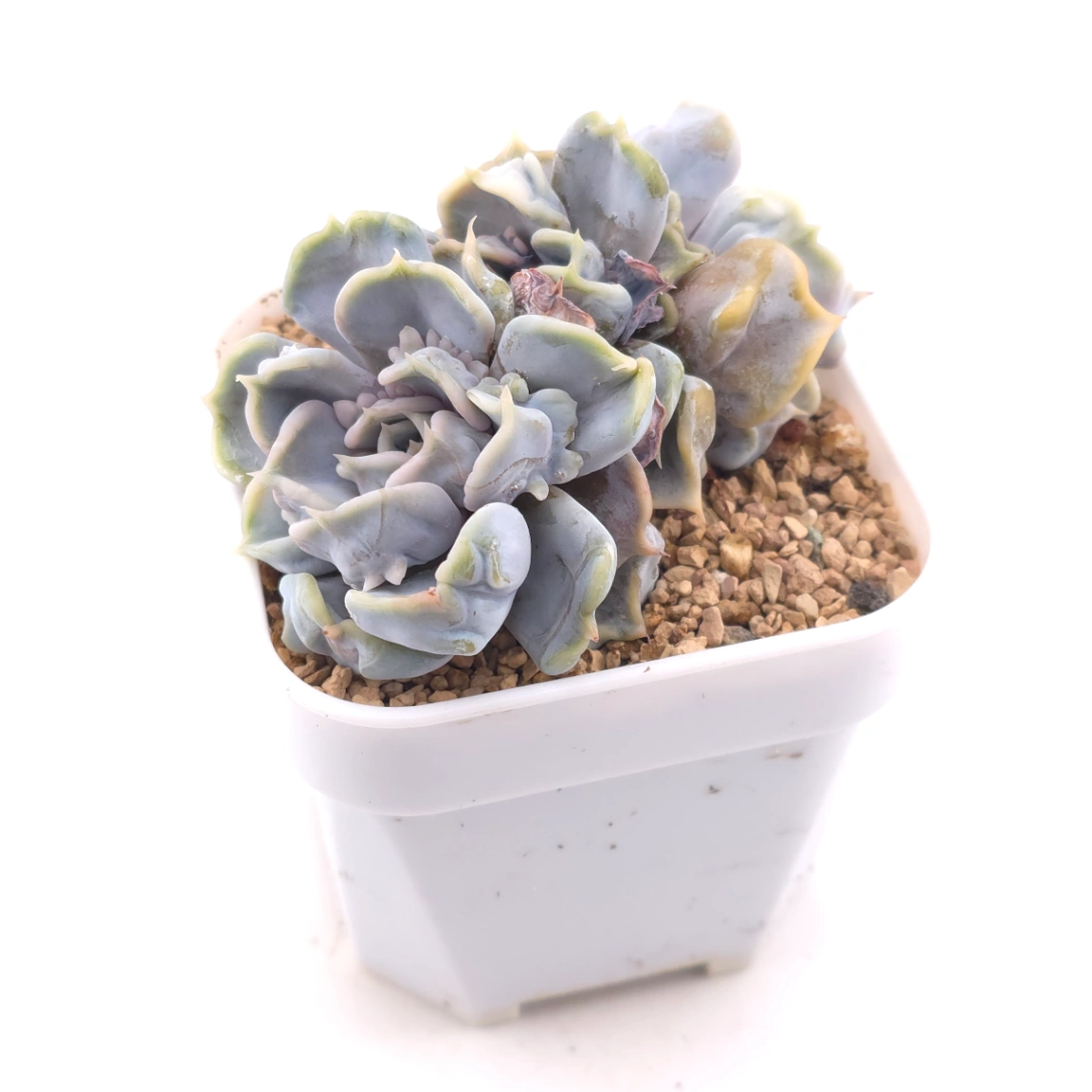 Echeveria ‘Thriller Pearl’ | 戰慄珍珠 thumbnail 2