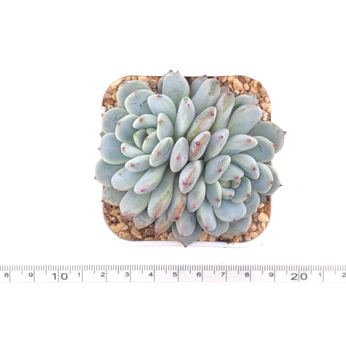 Echeveria ‘Viyant’ | 比安特雪爪 thumbnail 4