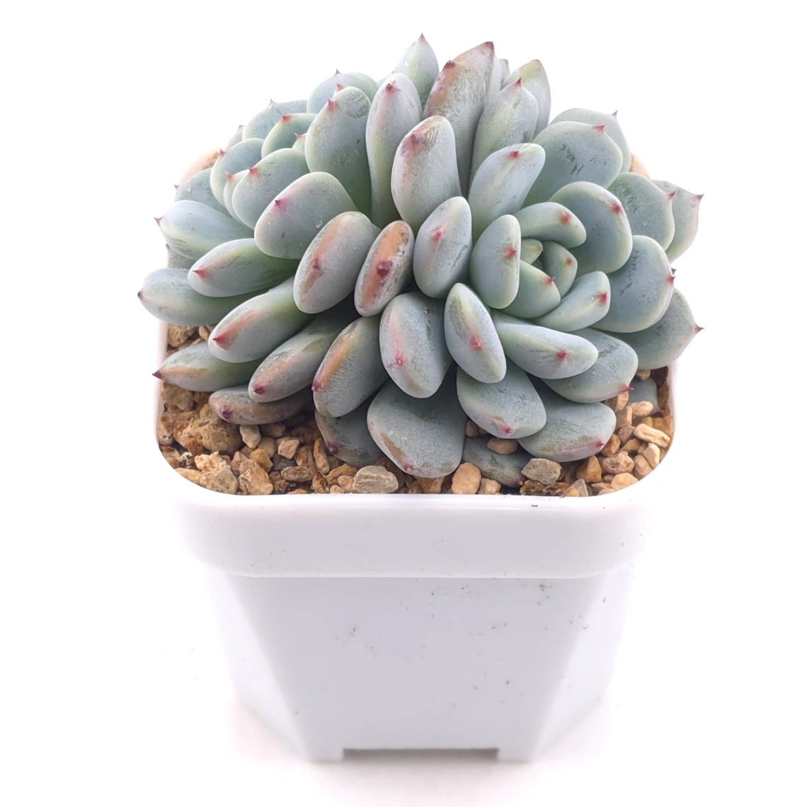 Echeveria ‘Viyant’ | 比安特雪爪 thumbnail 2