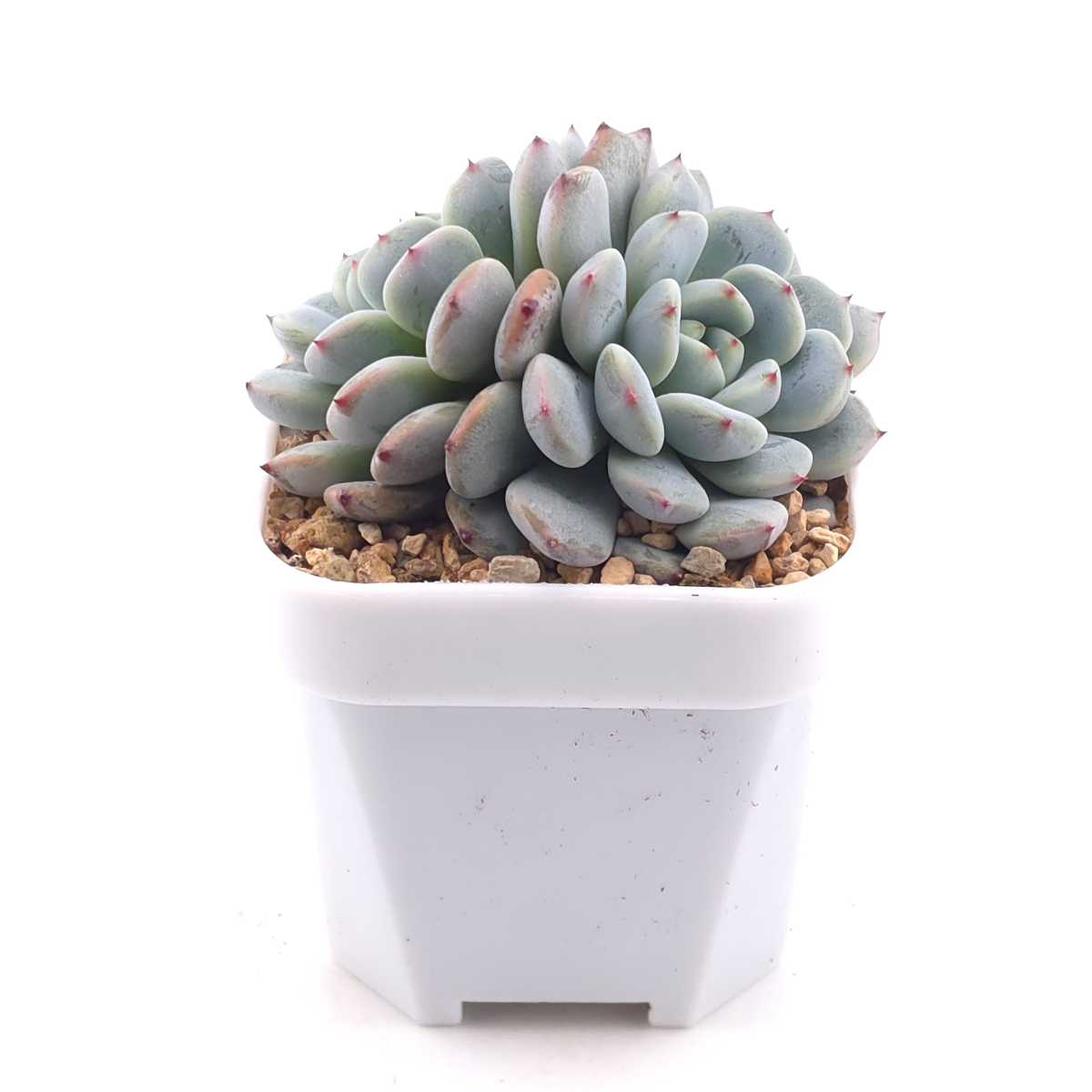 Echeveria ‘Viyant’ | 比安特雪爪 thumbnail 3