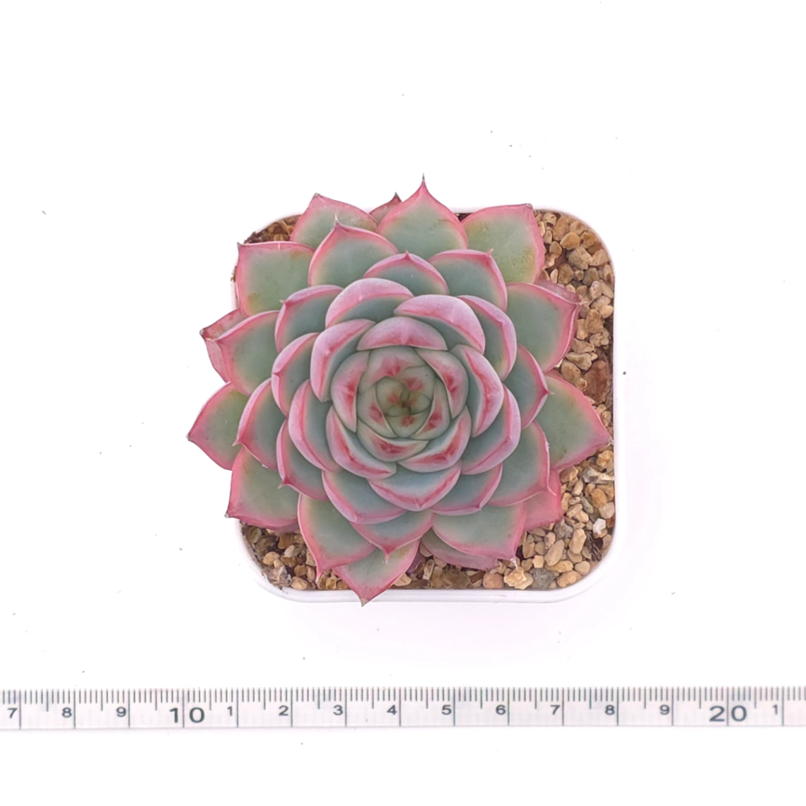 Echeveria ‘Wraith’ | 魅影 thumbnail 4