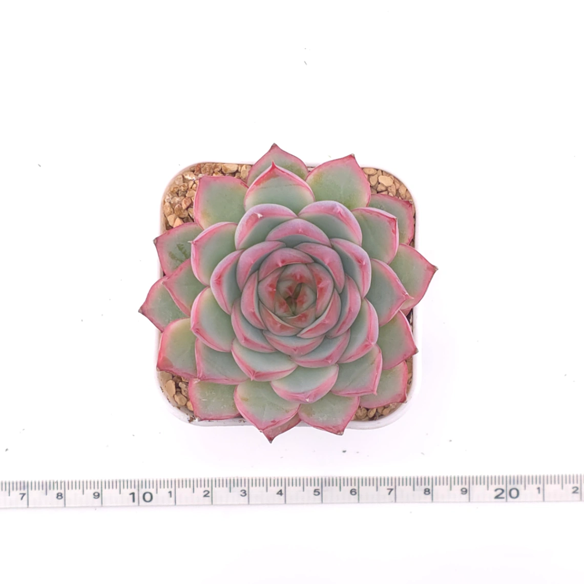 Echeveria ‘Wraith’ | 魅影 thumbnail 4