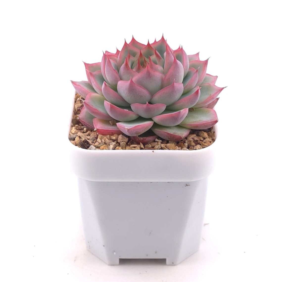 Echeveria ‘Wraith’ | 魅影 thumbnail 3