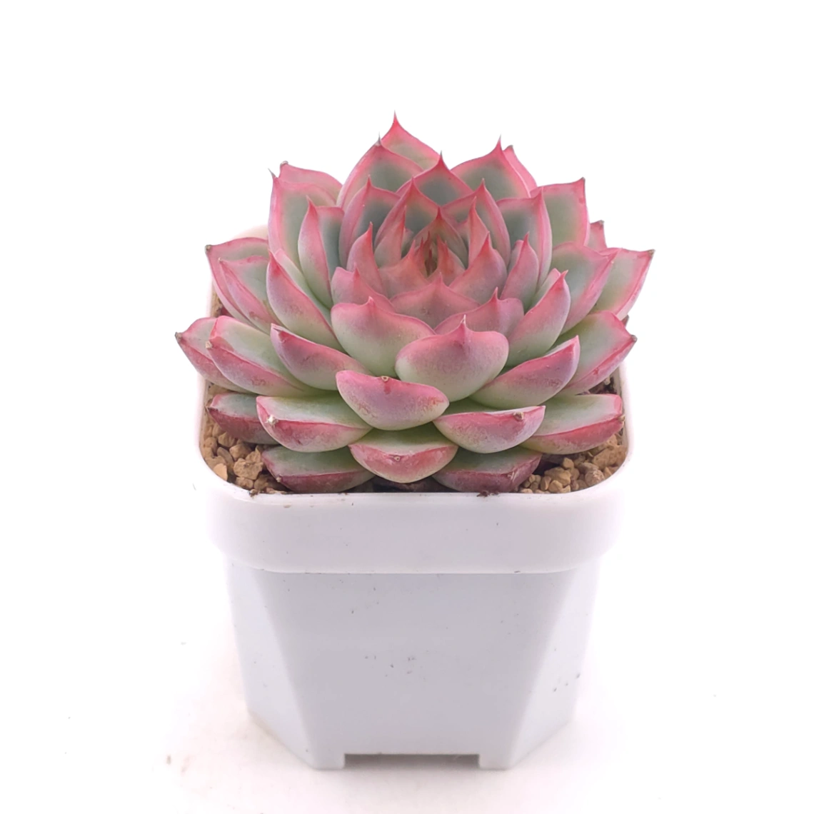 Echeveria ‘Wraith’ | 魅影 thumbnail 2