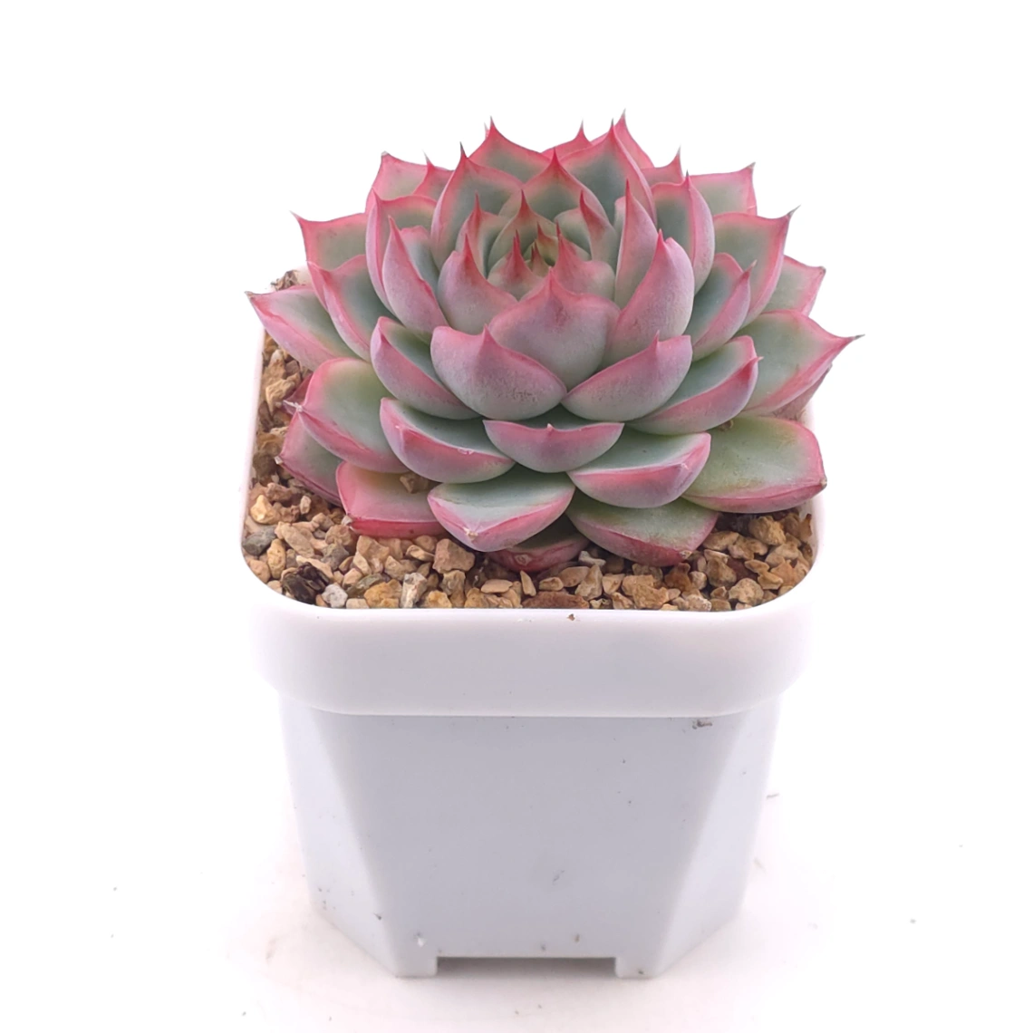 Echeveria ‘Wraith’ | 魅影 thumbnail 2