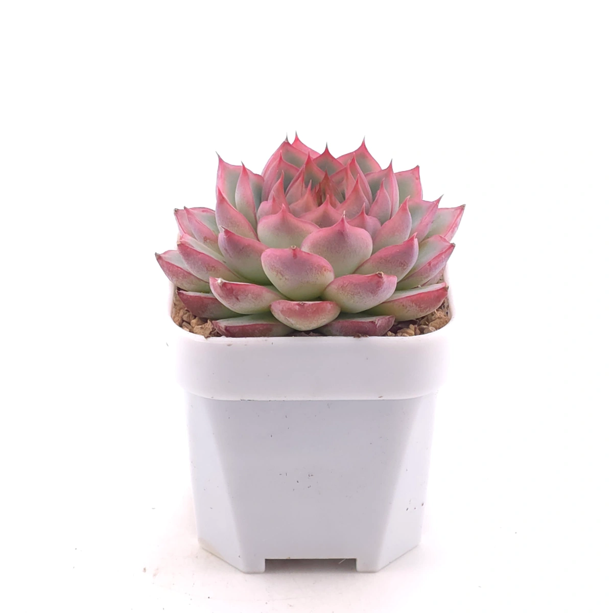 Echeveria ‘Wraith’ | 魅影 thumbnail 3