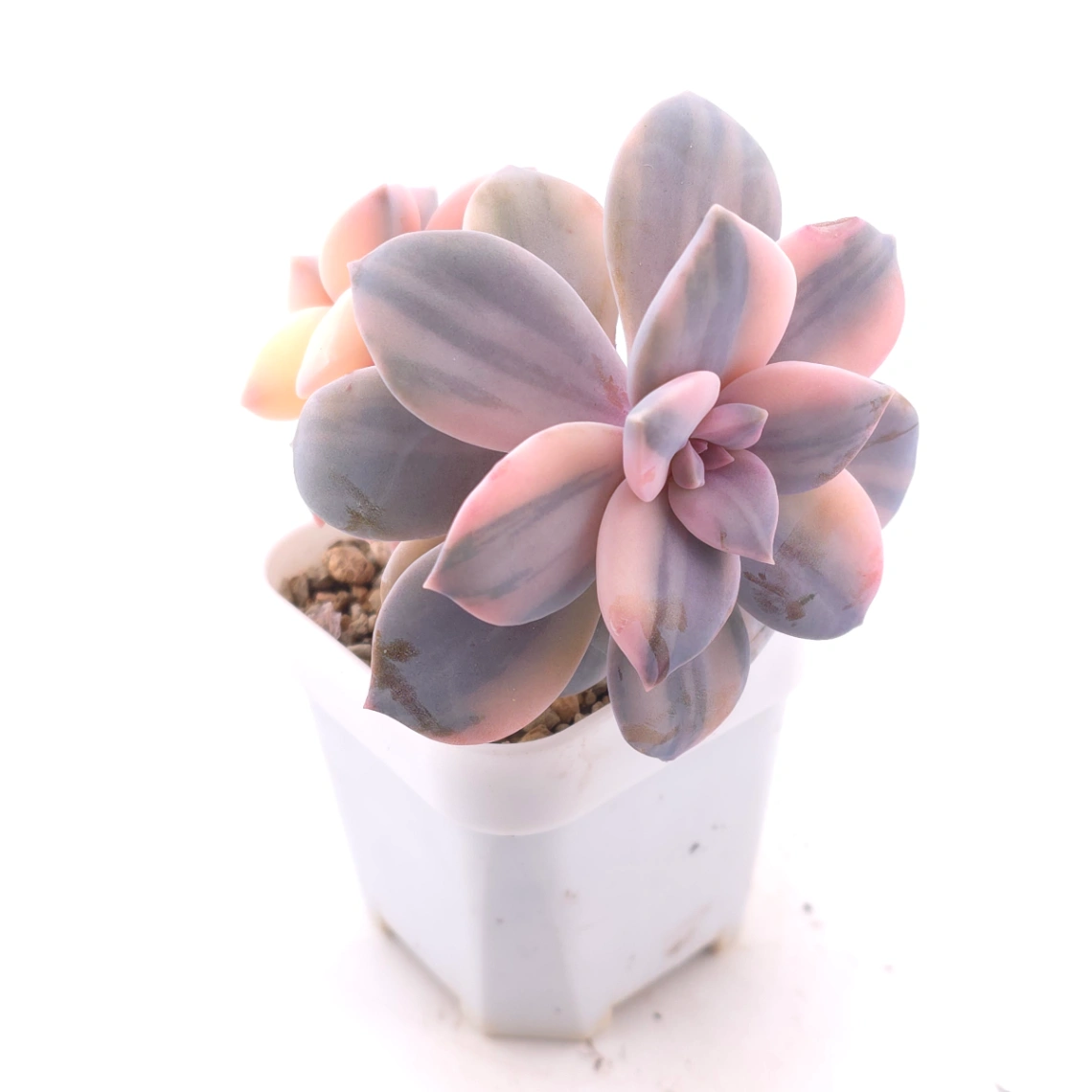 Graptopetalum pentandrum superbum variegated | 華麗風車錦 thumbnail 2