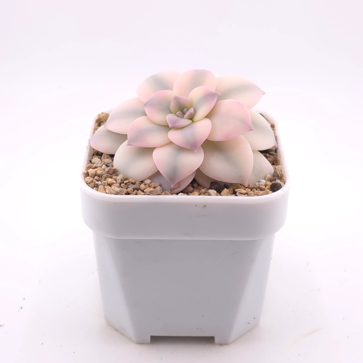 Graptopetalum pentandrum superbum variegated | 華麗風車錦 thumbnail 3