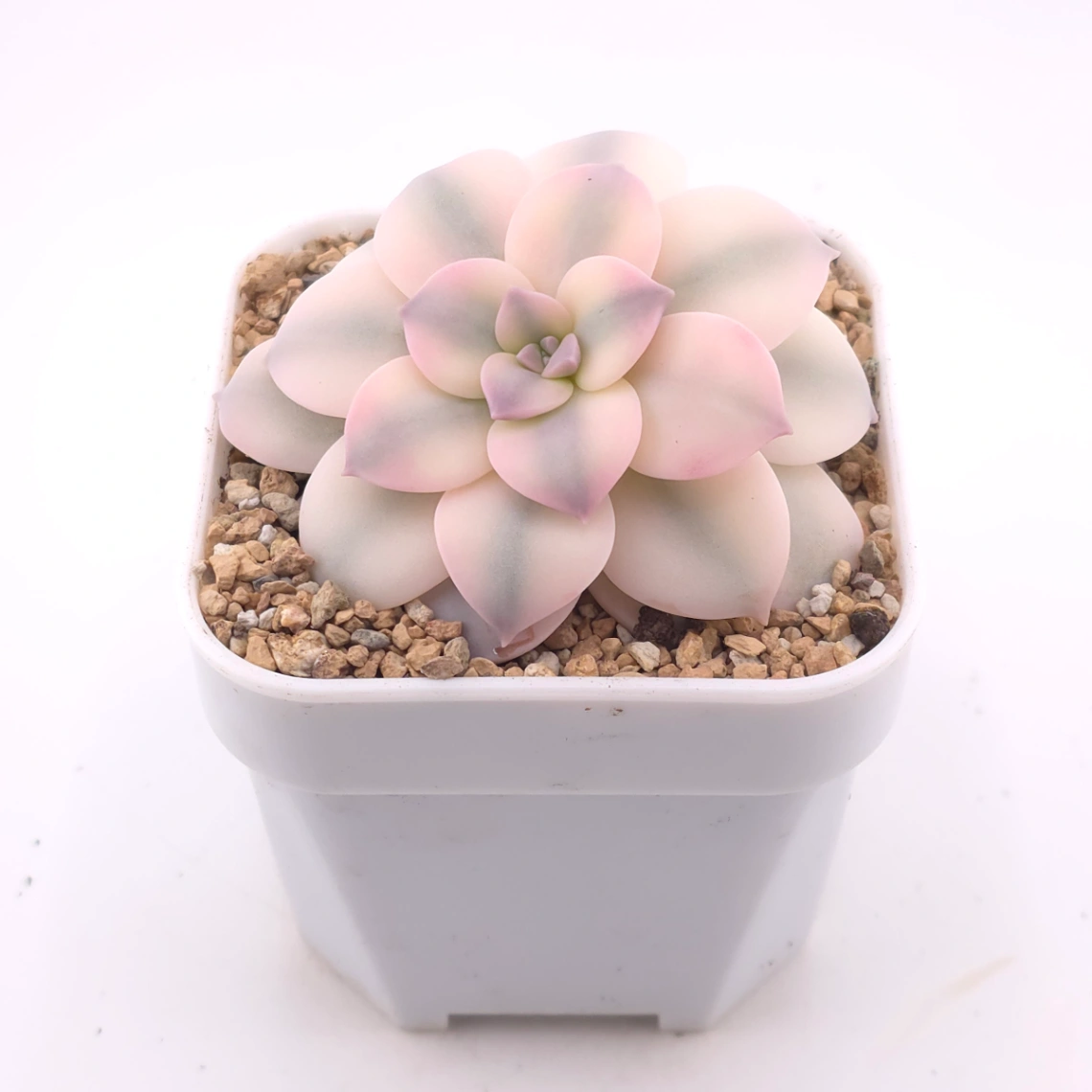 Graptopetalum pentandrum superbum variegated | 華麗風車錦 thumbnail 2