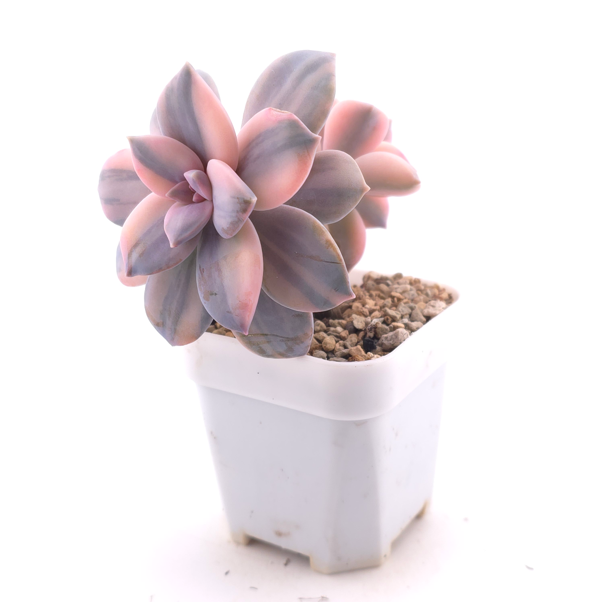 Graptopetalum pentandrum superbum variegated | 華麗風車錦 thumbnail 3