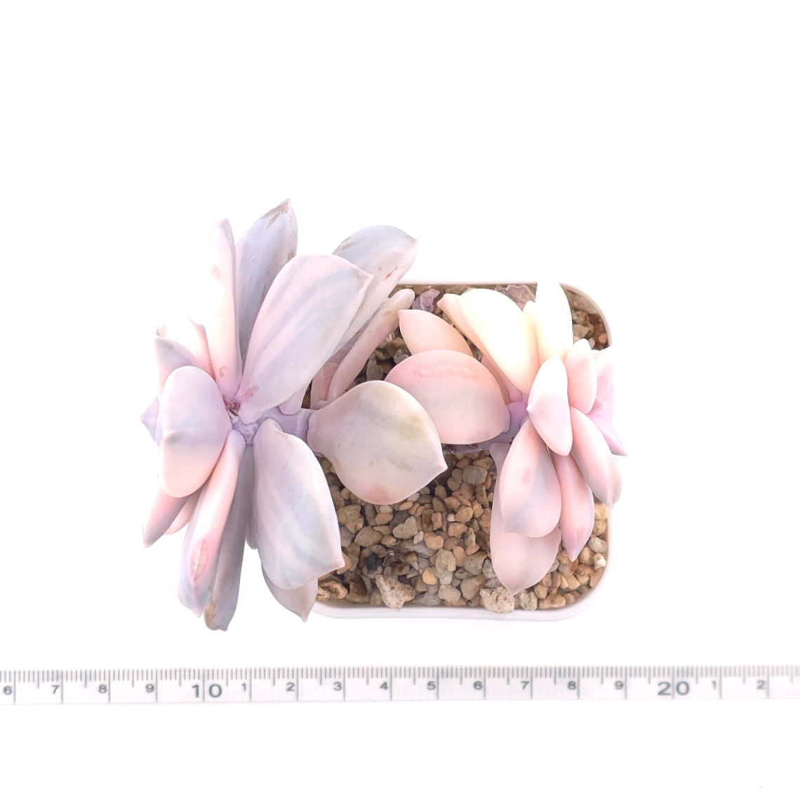 Graptopetalum pentandrum superbum variegated | 華麗風車錦 thumbnail 4