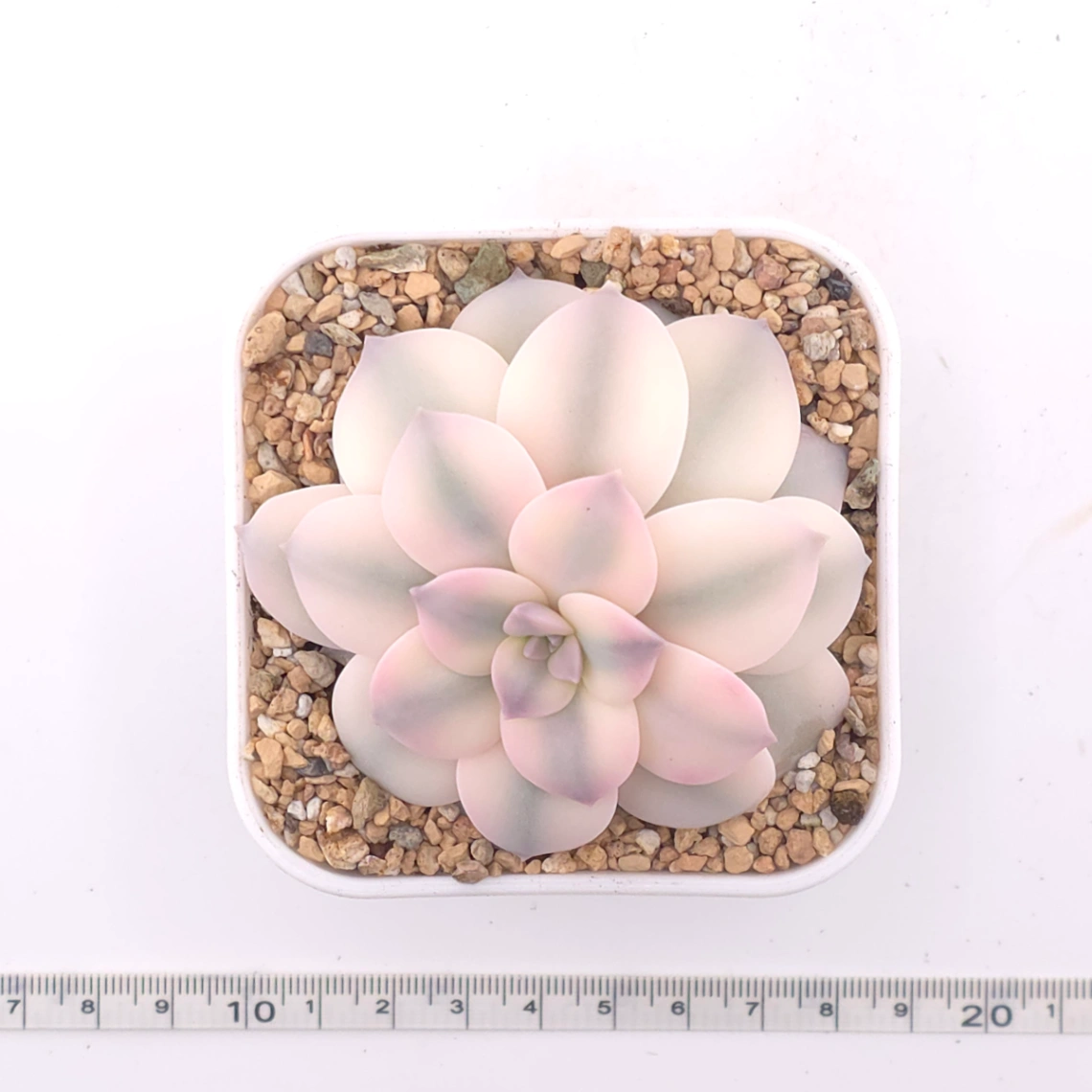 Graptopetalum pentandrum superbum variegated | 華麗風車錦 thumbnail 4