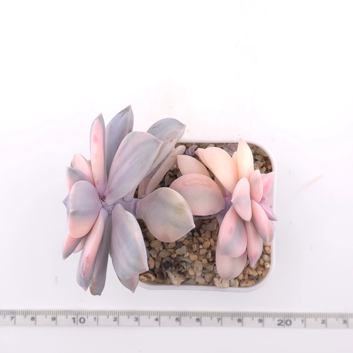 Graptopetalum pentandrum superbum variegated | 華麗風車錦 thumbnail 5